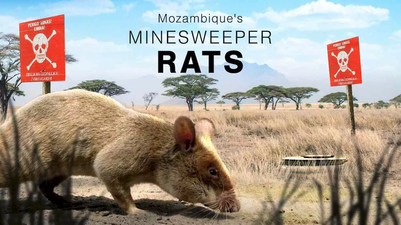 Mozambique’s Minesweeper Rats2008
