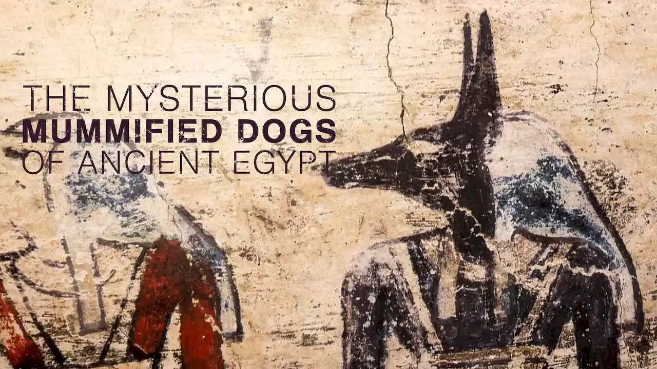 The Mysterious Mummified Dogs of Ancient Egypt (Rätselhafte Hundemumien)2019