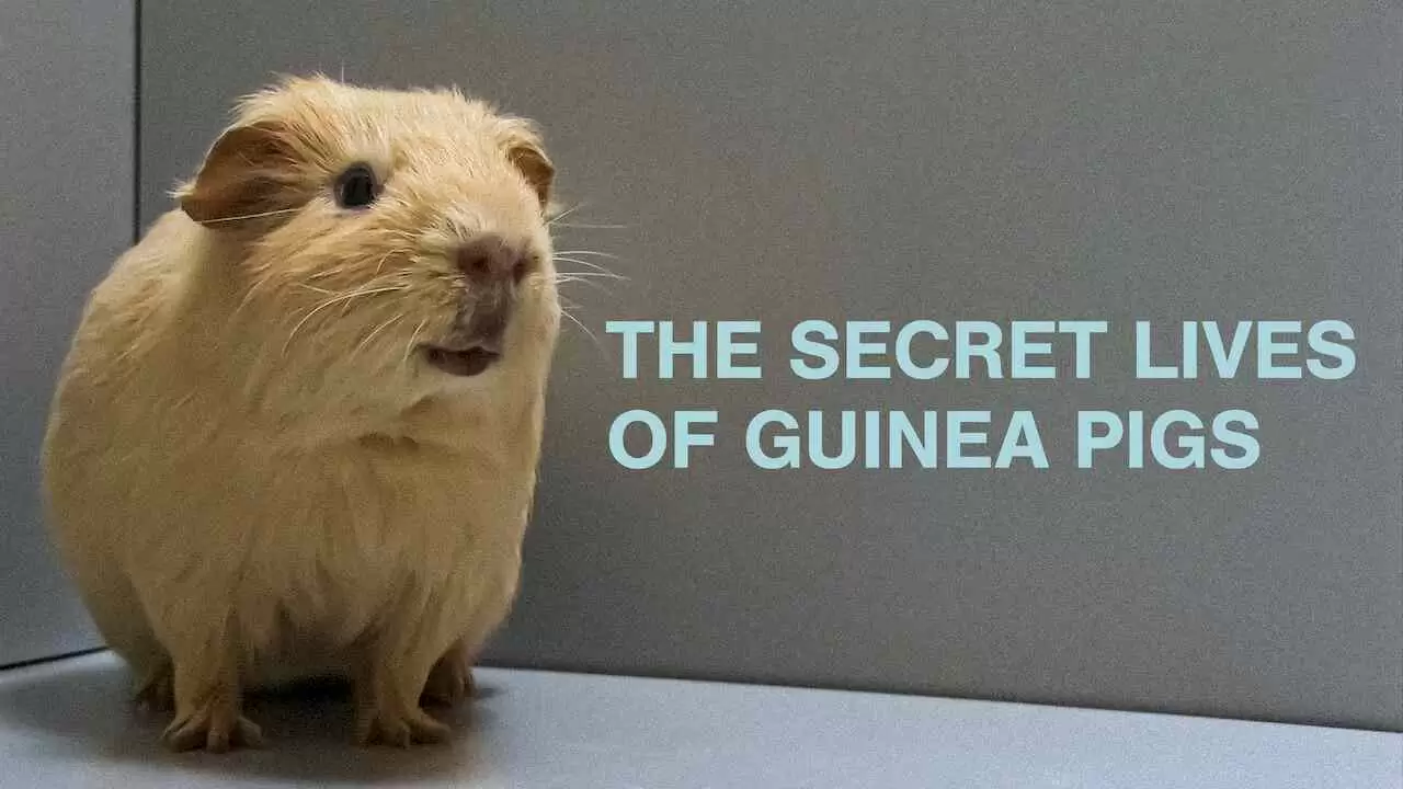 The Secret Lives of Guinea Pigs2013