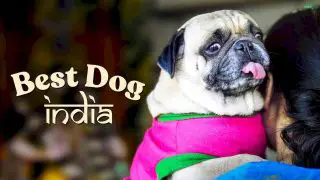 Best Dog India 2021